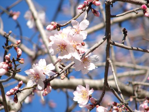 detail of almond blossom