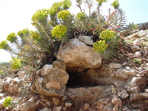 roman remains : a section of Roman aquaduct