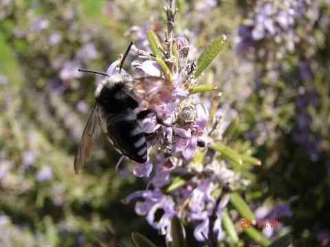 bee on rosemary