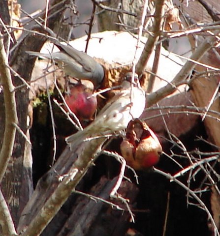 blackcap and sparrow on pomegranate