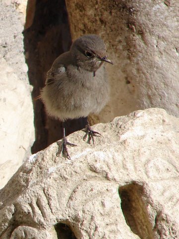 black redstart on an ancient piece of carved stone.