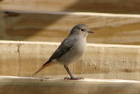 black redstart in winter