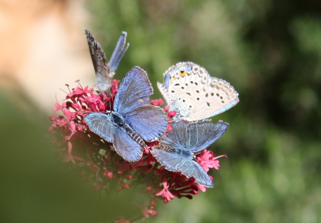 four blue butterflies on valerian flower