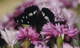 garden flowers & butterflies