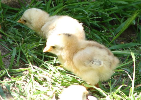 baby chicks pictures. Baby chicks follow the mother