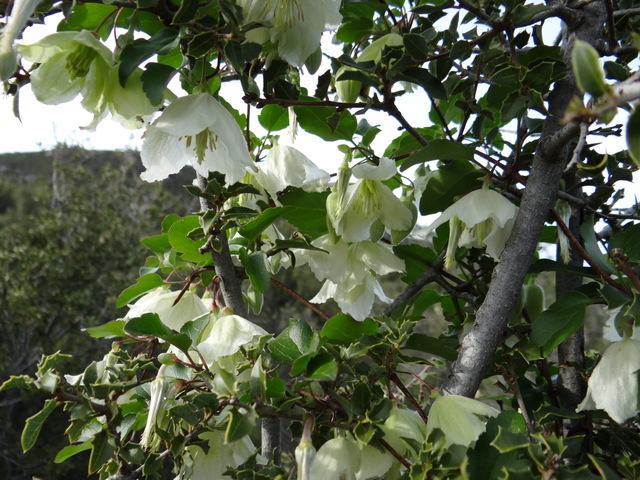 clematis cirrhosa growing through scrub oak