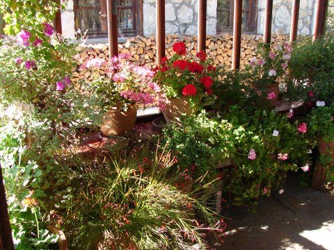 Geraniums inside the conservatory