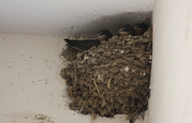 four fledgling swallows swap places in their nest