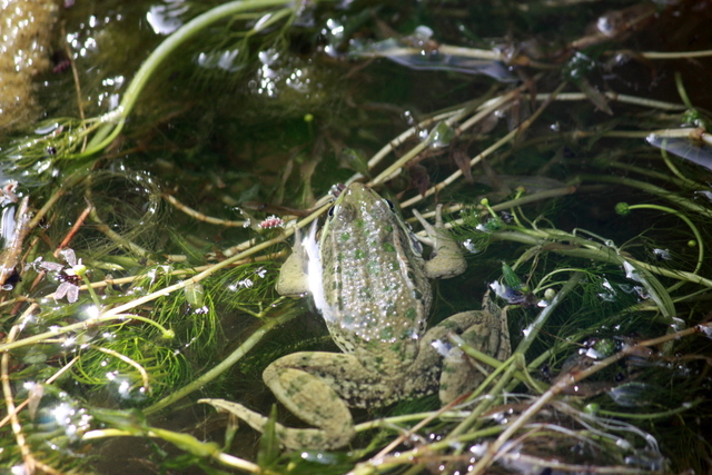 frog resting on weed in pond