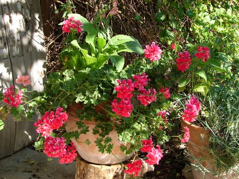 ivy-leaved geraniums in a terracotta tub