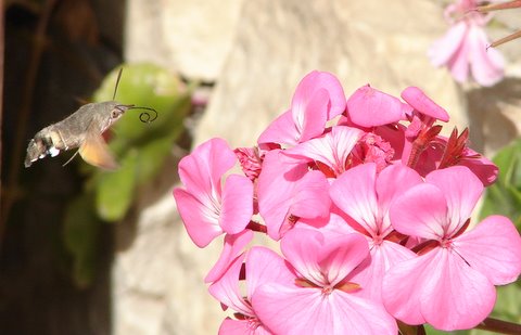 Hummingbird Moth