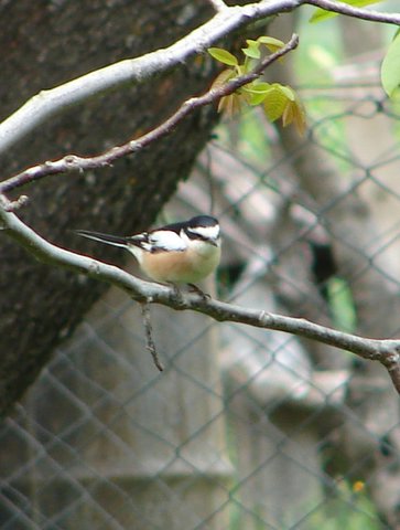 masked shrike