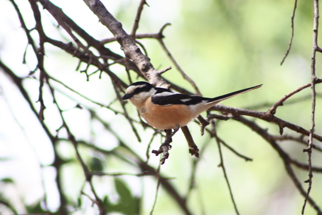 masked shrike in July
