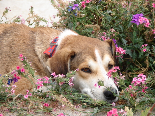Max snoozes in the flowers