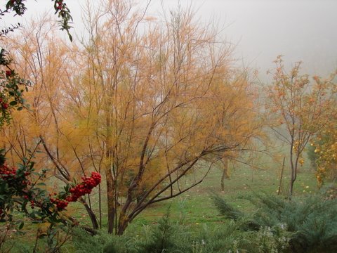 Pyracantha and tamarix in the mist