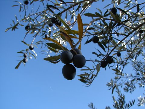 olives ready to pick