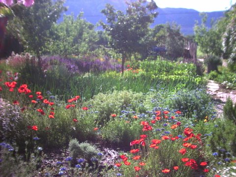 organic vegetable garden