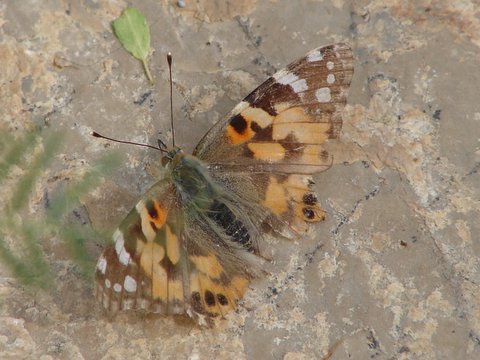 painted lady butterfly
