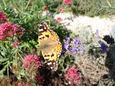 painted lady butterfly on valerian