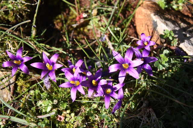 wildflowers in March