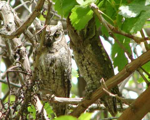 Scops Owl