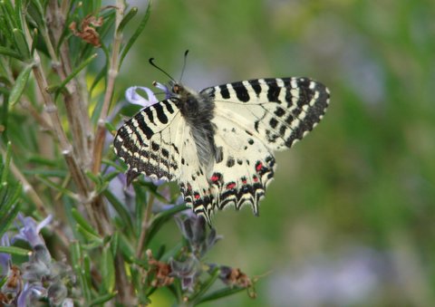 close-up of a southern festoon butterfly