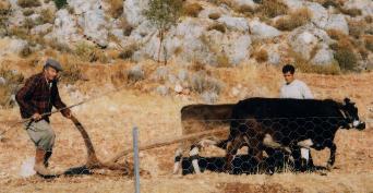 ox plough