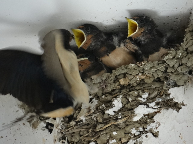 adult swallow feeding chicks