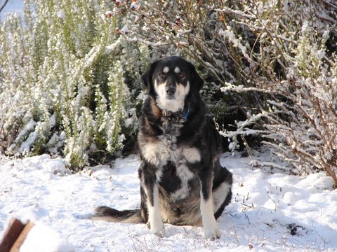 dog in snow