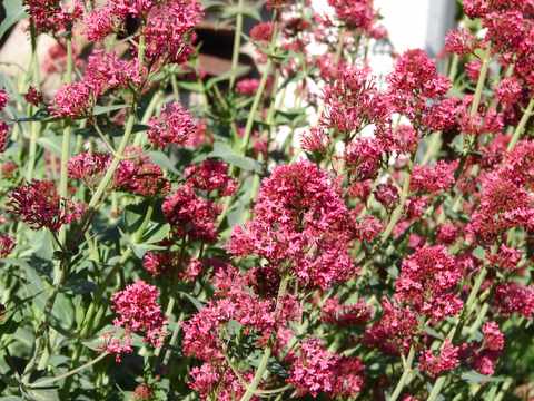 red valerian