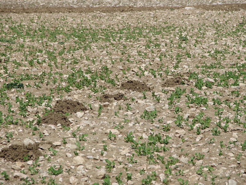 molehills showing some of the large stones thrown out by the mole